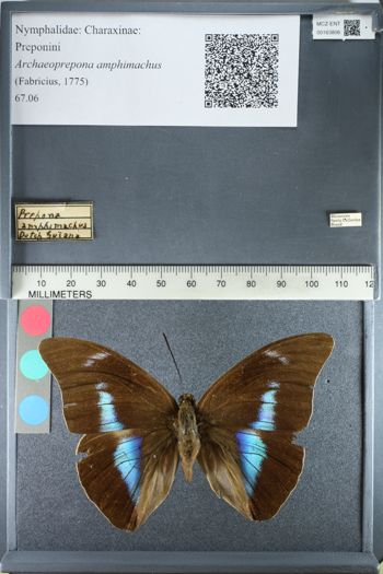 Media type: image;   Entomology 163806